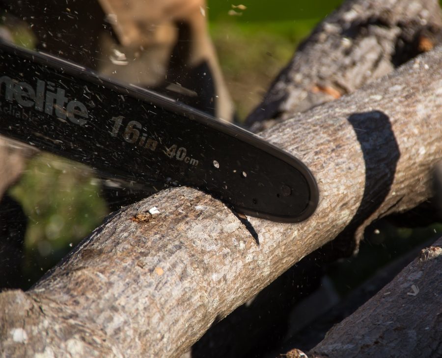 Finding the Best Tree Service for Your Home