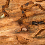 AI-Powered Home Design: Customizing Layouts and Interiors With Precision