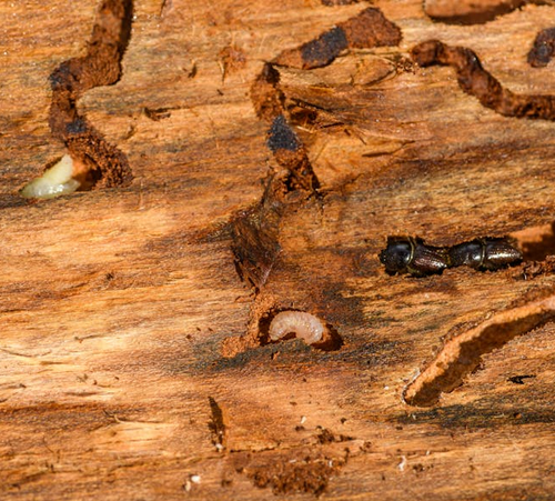 Understanding Termite Damage: How to Spot and Prevent Costly Repairs