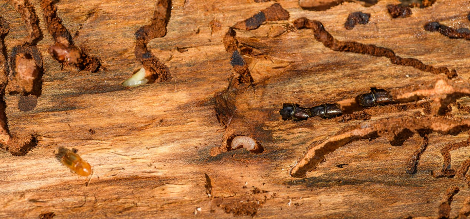 termites